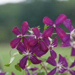 SWEET SUMMER LOVE CLEMATIS